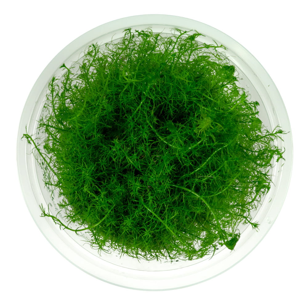 Bacopa myriophylloides in vitro 10 cm kubek
